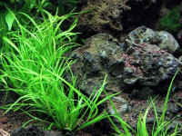 Снимка на Juncus repens, (Michx)